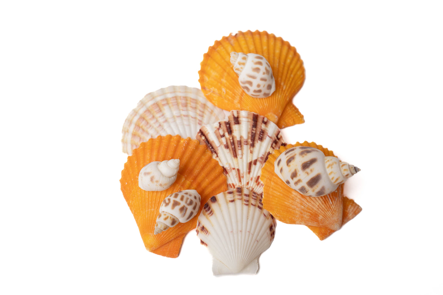 Orange, white, and white with brown sea shells and conch shells