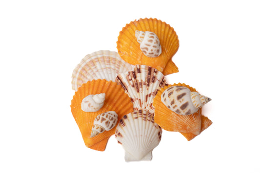 Orange, white, and white with brown sea shells and conch shells