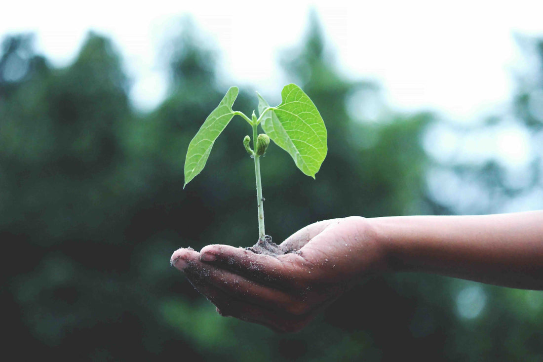 Hand holding a sprouted green bean plant in nature